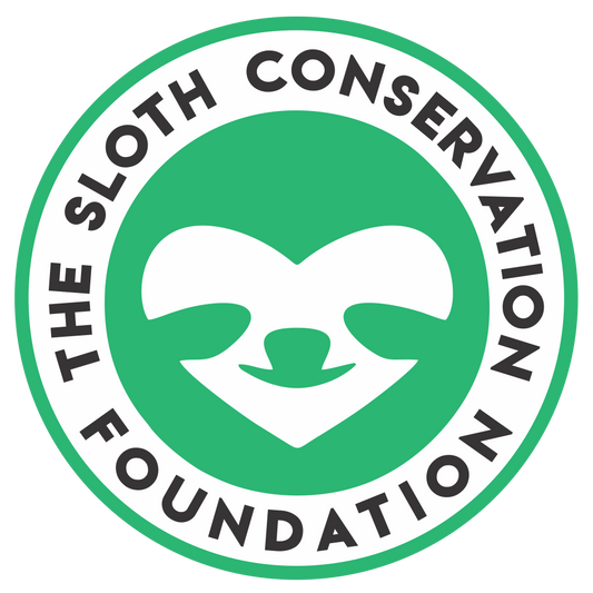 Die Sloth Conservation Foundation: Im Einsatz für das Überleben der Faultiere
